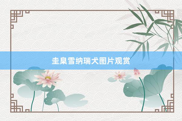 圭臬雪纳瑞犬图片观赏