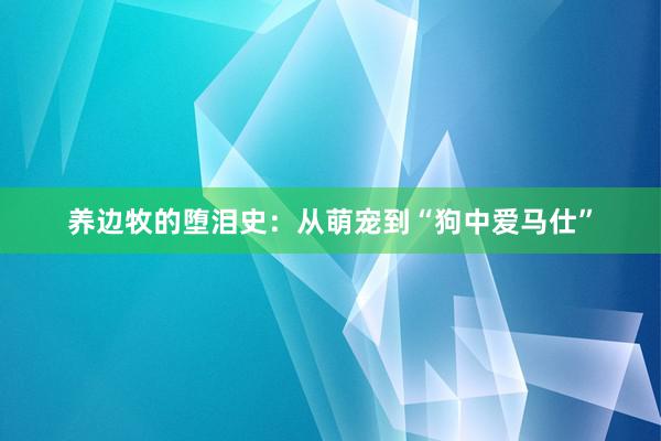 养边牧的堕泪史:从萌宠到“狗中爱马仕”